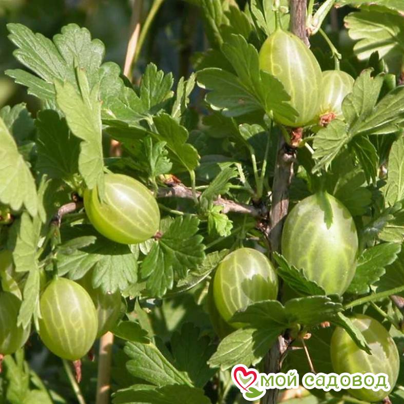 Крыжовник Снежана