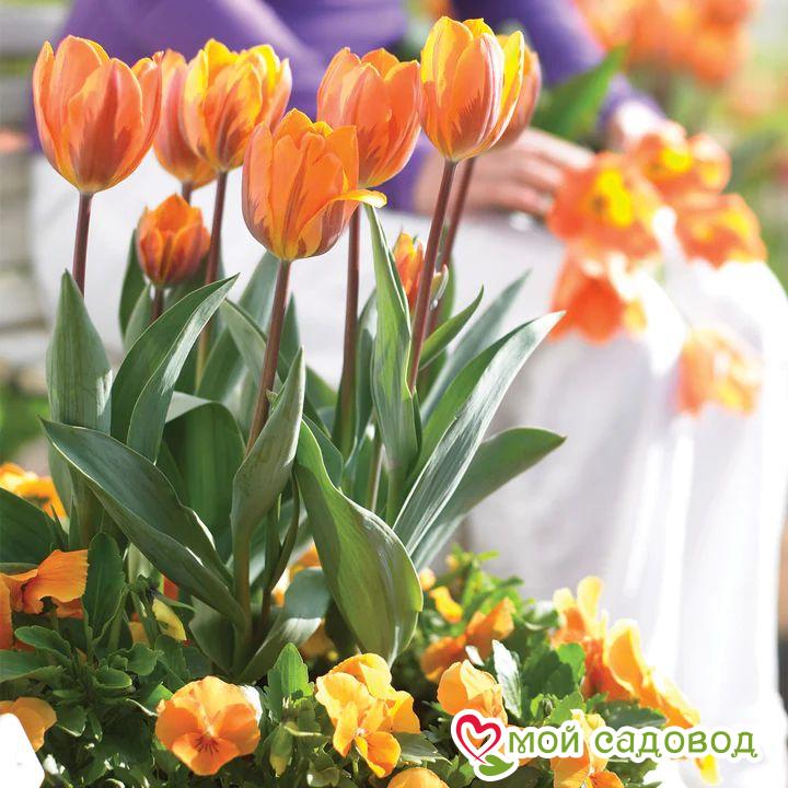 Тюльпан Триумф Принцесс Маргарет