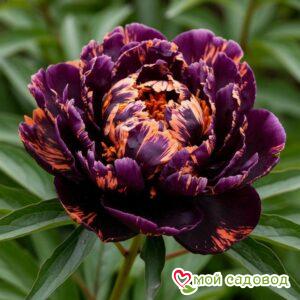 Пион Кримсон Тайд